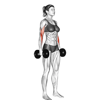 Hammer Biceps Curl With Dumbbells