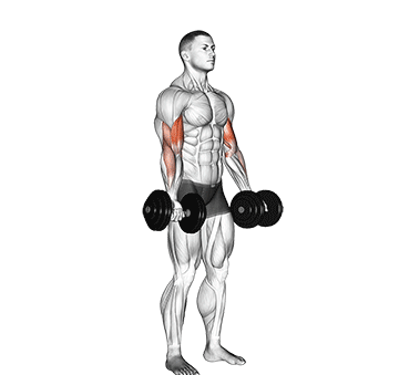 Simultaneous biceps curl with dumbbells